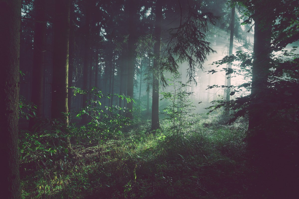 Alberi e sottobosco nella luce del mattino