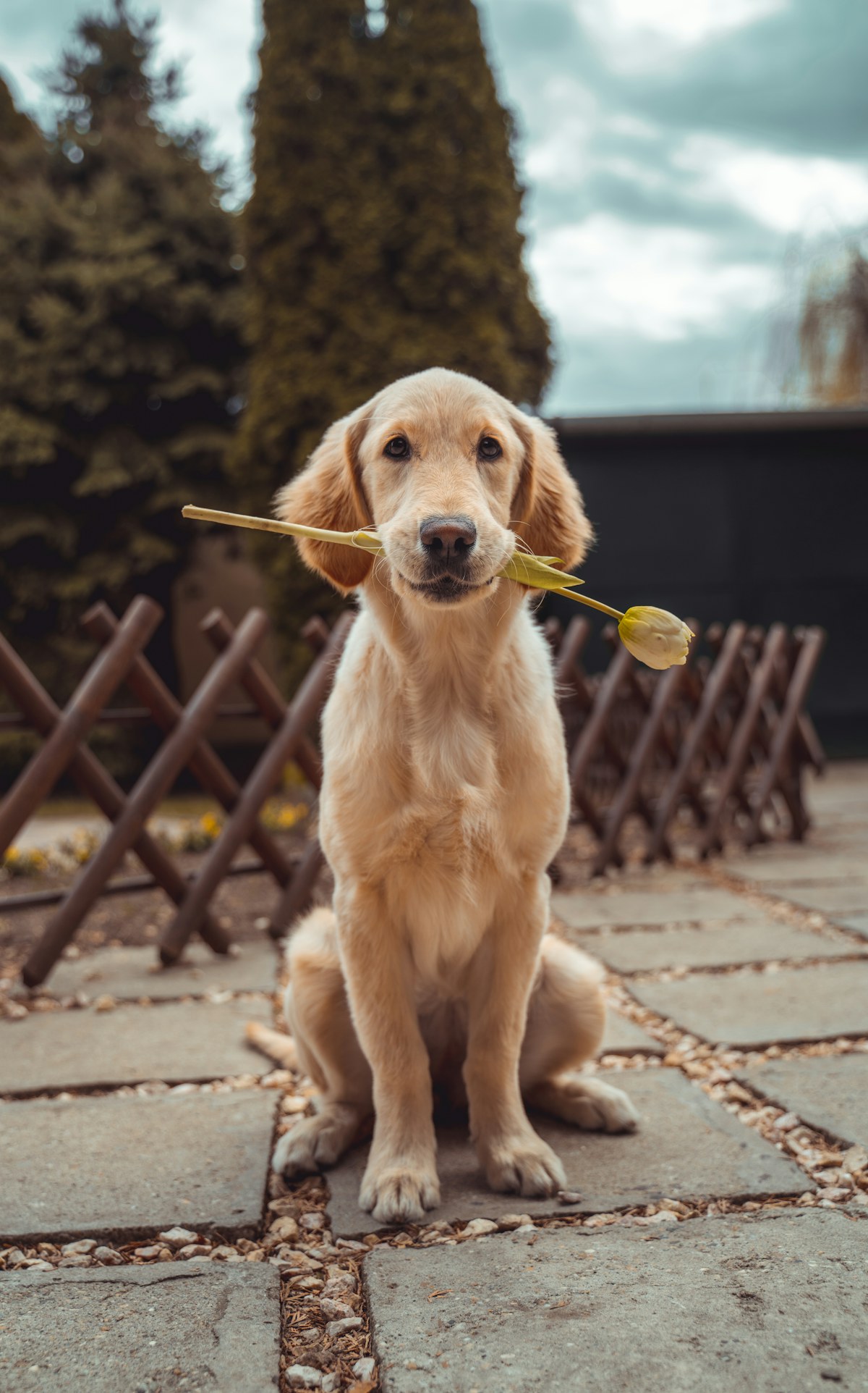 Un cane con un ramo, in uno spazio verde