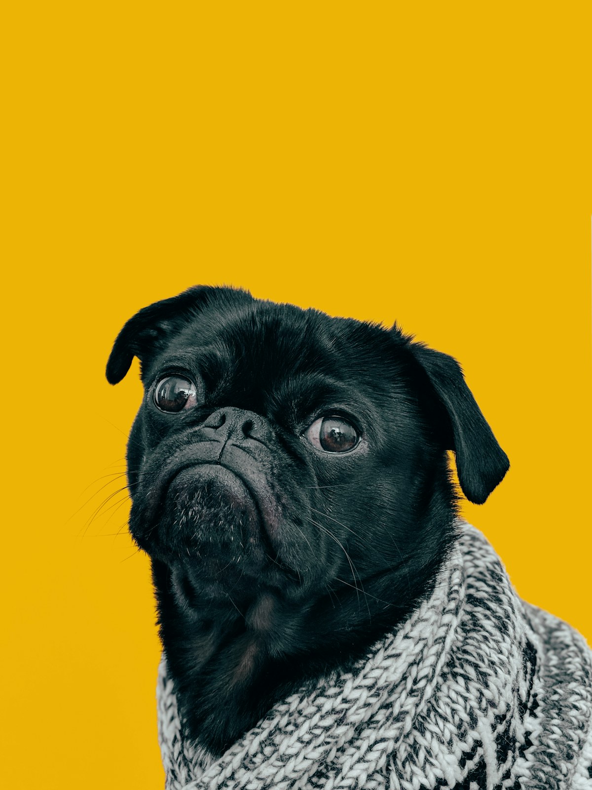 Ritratto di un cane carlino su fondo giallo