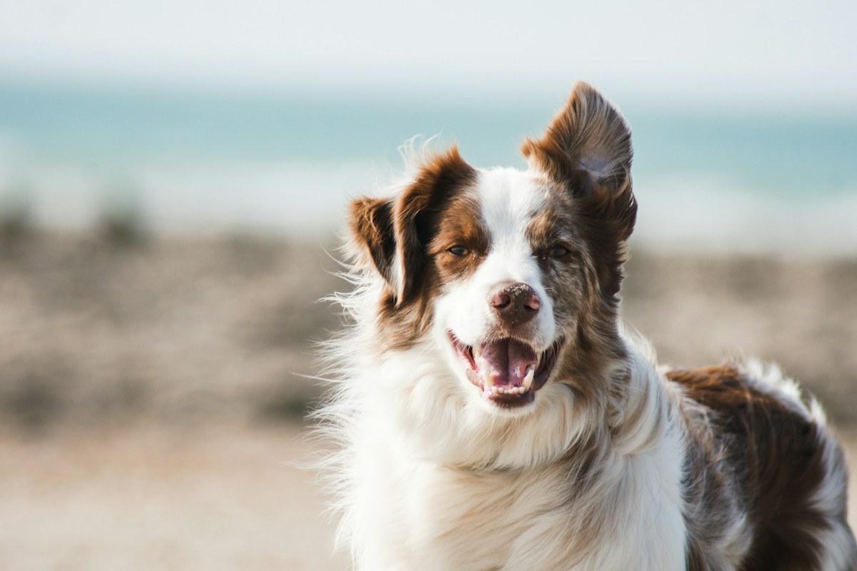 Un cane dal pelo lungo in luce naturale