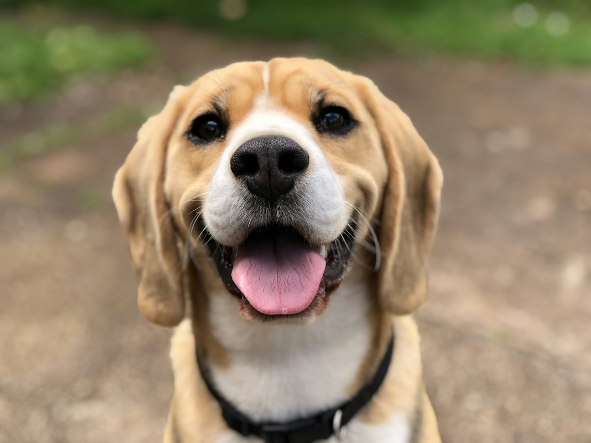Ritratto di un cane beagle all’aperto