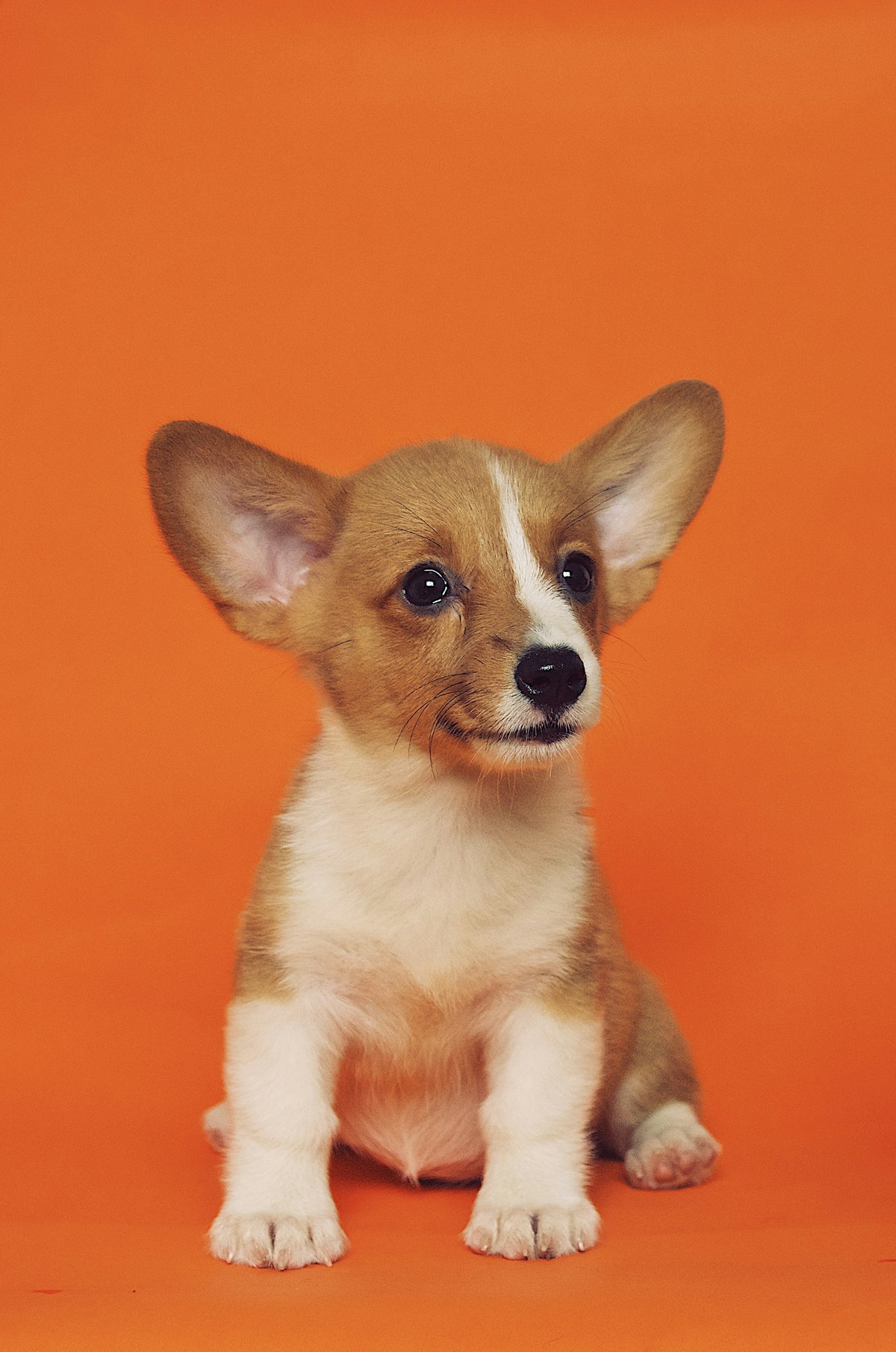 Ritratto di un cucciolo su fondo arancione