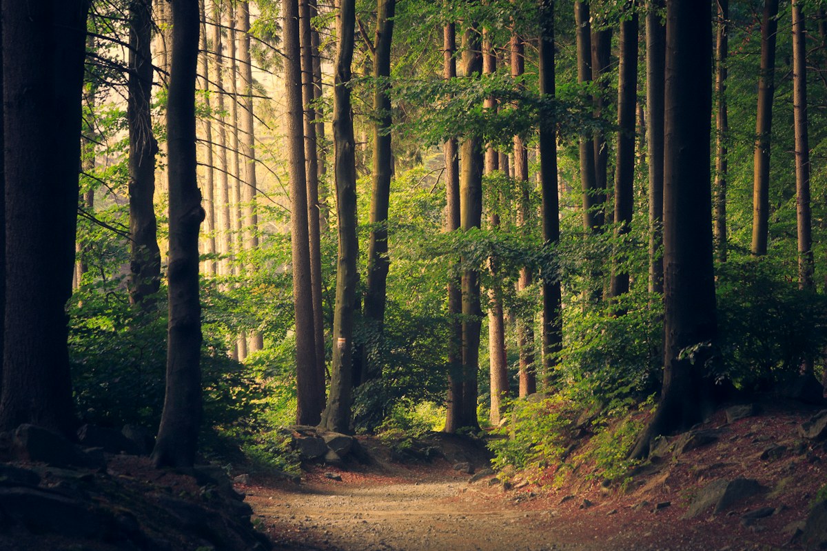 Un sentiero attraversa un bosco luminoso